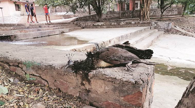 Newcastle disease in Gurgaon: Poultry farms to be inspected