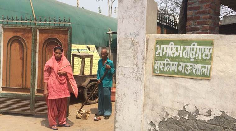 Muslim gaushala, cows bred by Muslim, muslim cow care giver, cattleshed in Ludhiana, punjab news, indian express
