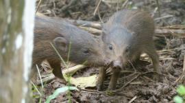 Pygmy Hog, Pygmy Hog Conservation Centre Assam,