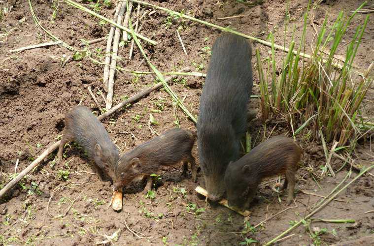 Pygmy Hog, Pygmy Hog Conservation Centre Assam,