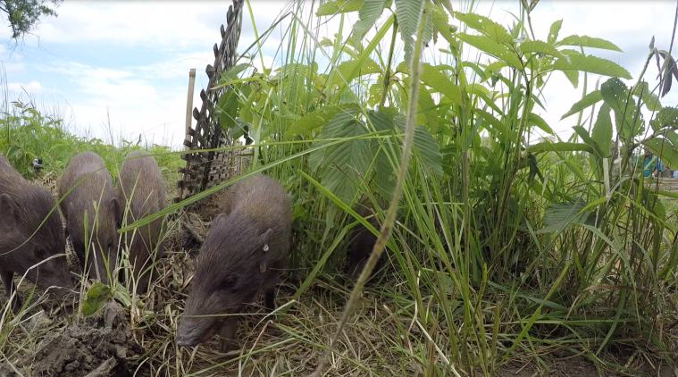 Pygmy Hog, Pygmy Hog Conservation Centre Assam,