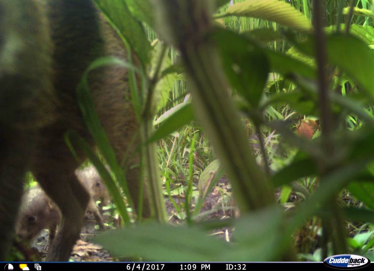 Pygmy Hog, Pygmy Hog Conservation Centre Assam,