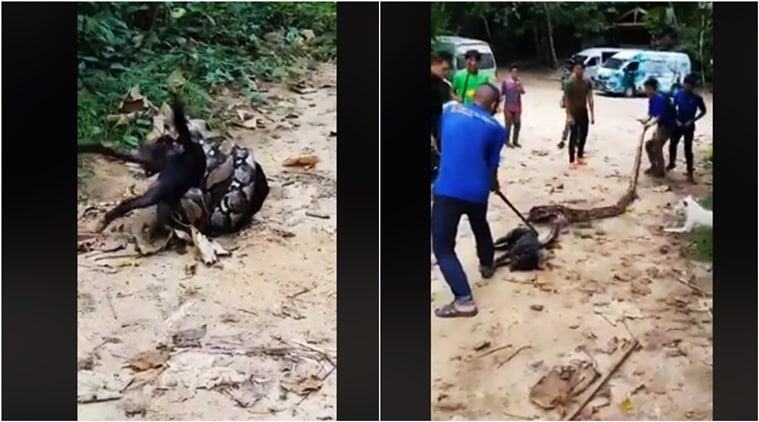 Disturbing Video Of A Huge Python Strangling A Dog Goes Viral But