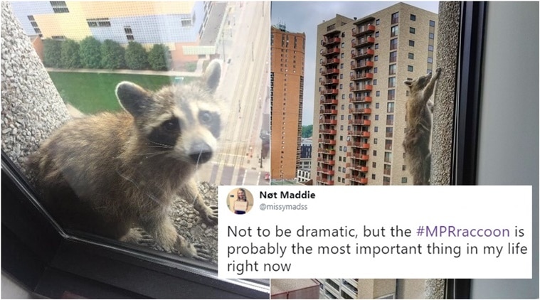 Daredevil raccoon scales skyscraper and becomes viral sensation Daredevil raccoon scales skyscraper and becomes viral sensation