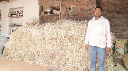 Garlic turns pungent for Rajasthan farmers as prices crash