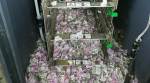 Notes worth Rs 12 lakh destroyed by mice inside Assam's Tinsukia ATM