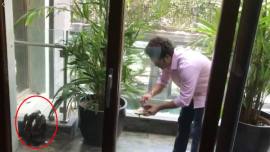 Sachin Tendulkar, Sachin Tendulkar bird rescue, Sachin Tendulkar helps bird, Sachin Tendulkar rescues kite, Sachin Tendulkar bird in home balcony, Sachin Tendulkar videos, viral videos, indian express