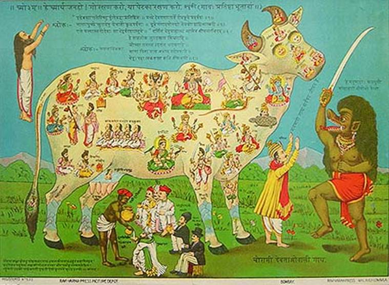 why-the-cow-is-worshipped-in-hindutva-politics-research-news-the