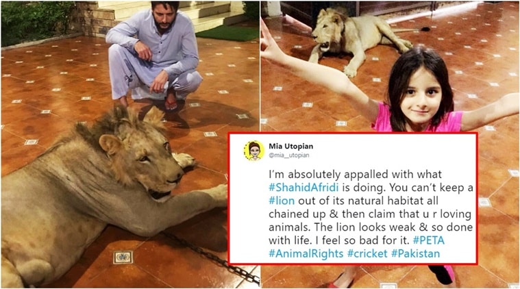 shahid afridi, shahid afridi lion, shahid afridi lion home picture viral, shahid afridi lion Tweet, shahid afridi Twitter, shahid afridi lion at home tweets, shahid afridi daughter lion picture, shahid afridi tweet goes viral, Indian express, Indian express news