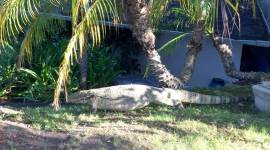 Sharon Stone, Sharon Stone twitter, Sharon Stone movies, Sharon Stone songs, best movies of Sharon Stone, Sharon Stone twitter crocodile video, indian express, indian express trending news