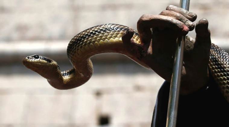snake, UP man bites snakes, drunk man bites snake, man bites snake, man bites snake in revenge, up news, odd news, indian express, viral news