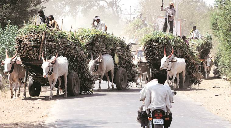 The ailing sugar sector and fall of Solapur’s bank