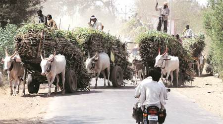 Pune: Sugar millers oppose stoppage of subsidy scheme for harvesters