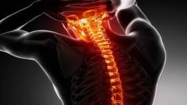 spinal cord diseases, spine injuries, gene therapy, voluntary muscle diseases, traumatic spinal injury, chondroitinase, bone injury, spinal cord injury, indian express, indian express news