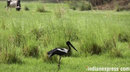 Black-necked stork released into wild, two days after rescue