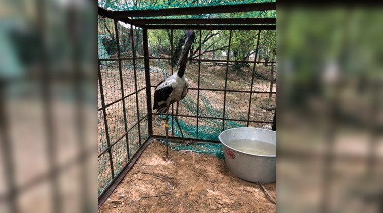 Gurgaon stork freed of plastic ring, kept under observation