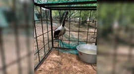 Gurgaon stork freed of plastic ring, kept under observation