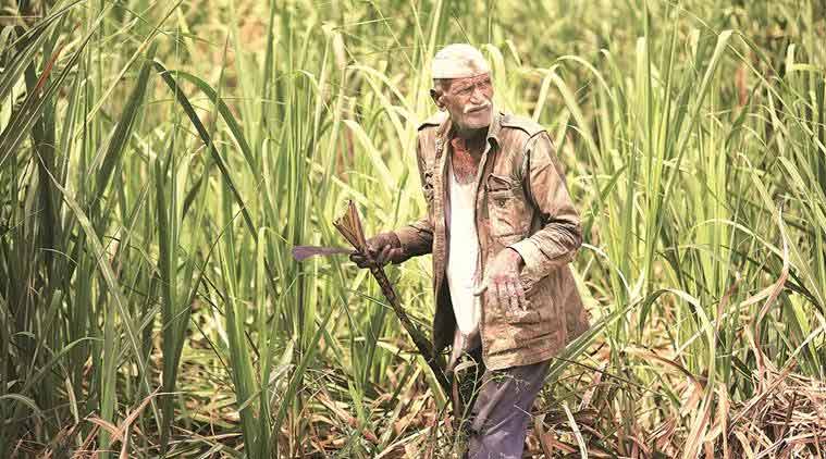 Karnataka: Sugarcane farmers call off protest after CM Kumaraswamy's assurances | India News,The Indian Express