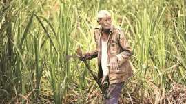 Sugar commissioner, sugarcane farmers, interest on late payment, pune news, maharashtra news, indian express news