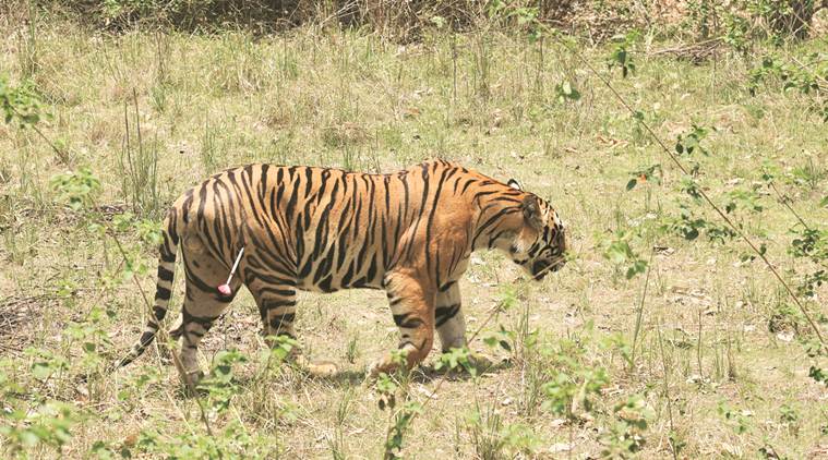 Tiger, Tiger relocation, Odisha tiger, Madhya Pradesh tiger, MB2 tiger, Kanha Tiger Reserve, Madhya Pradesh Tiger Reserve, Satkosia Tiger Reserve, Odisha Tiger Reserve, indian express