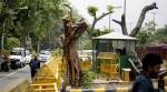 No felling of trees in Delhi till July 4, rules High Court