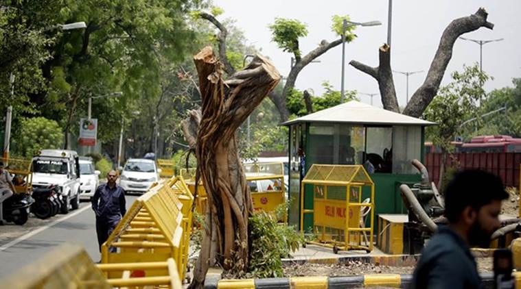 trees cut in delhi, delhi govt, netaji nagar, delhi hc tree order, indian express