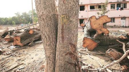 Delhi: 4,800 trees felled for three projects, replantation bid stuck in blame game