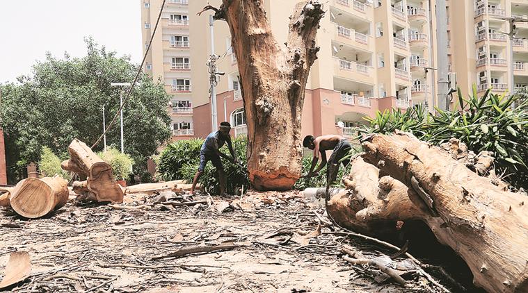 Old age, damaged roots: Why capital’s trees are keeling over