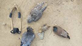 Eight tribal youths stripped, detained for hunting pigeons