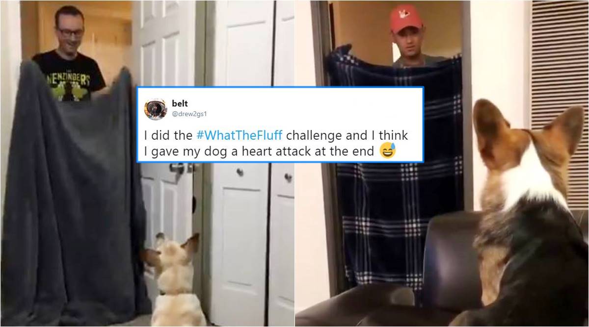 What The Fluff Challenge, what is What The Fluff Challenge, dog funny videos, hiding from dogs, funny pet videos, indian express, indian express news