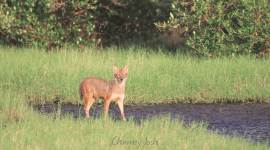 Tansa, Tungareshwar sanctuaries, eco sensitive zones, mumbai city news, maharashtra news