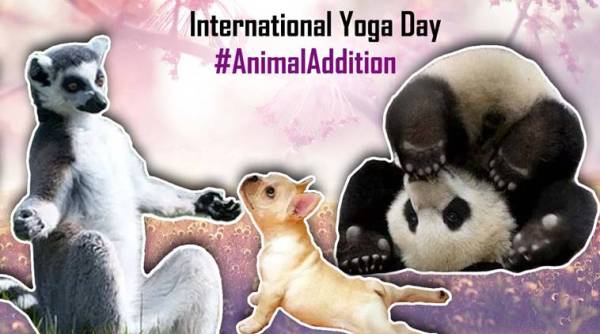 yoga day, animals doing yoga, animal yoga photos, adorable pictures of animals doing yoga, animals photos yoga day, viral photos