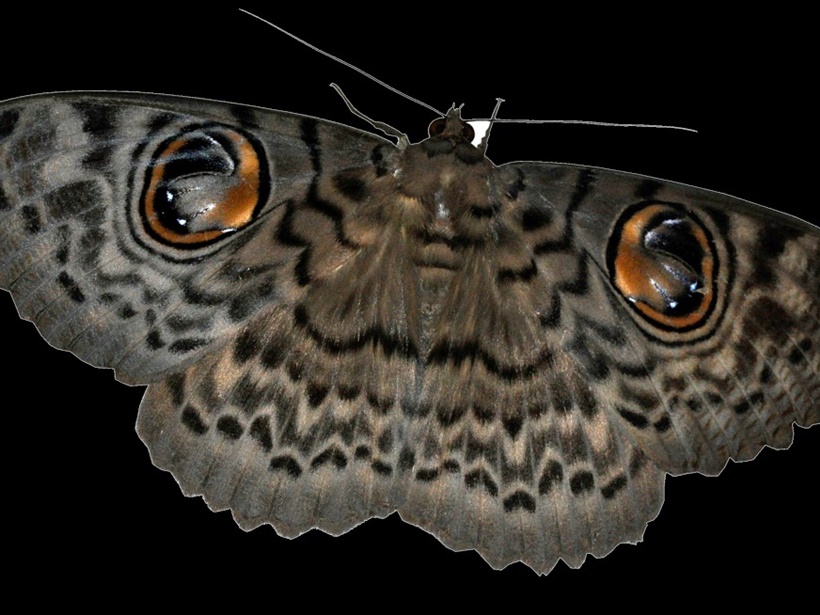 The Owl Moth 