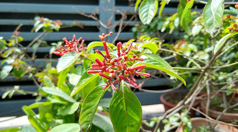 Smartphone, smartphone camera, dual camera smartphone, portrait mode, nokia 7 plus, moto g6, redmi note 5 pro, Huawei p20 pro, Huawei p20 lite, Samsung galaxy s8, oppo find x, dual camera, android, snapseed, lightroom