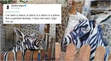 zebra, donkey, donkey painted as zebra, zoo paints donkey, donkey painted zebra egypt, cairo zoo painted donkey, bizarre news, odd news, funny news, weird news, indian express