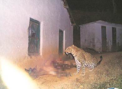 The man-eating leopard(s) of Rudraprayag | India News,The Indian Express The man-eating leopard(s) of Rudraprayag | India News,The Indian Express