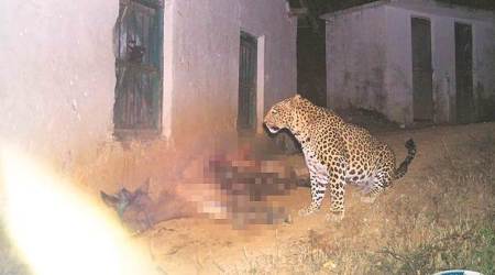 The man-eating leopard(s) of Rudraprayag