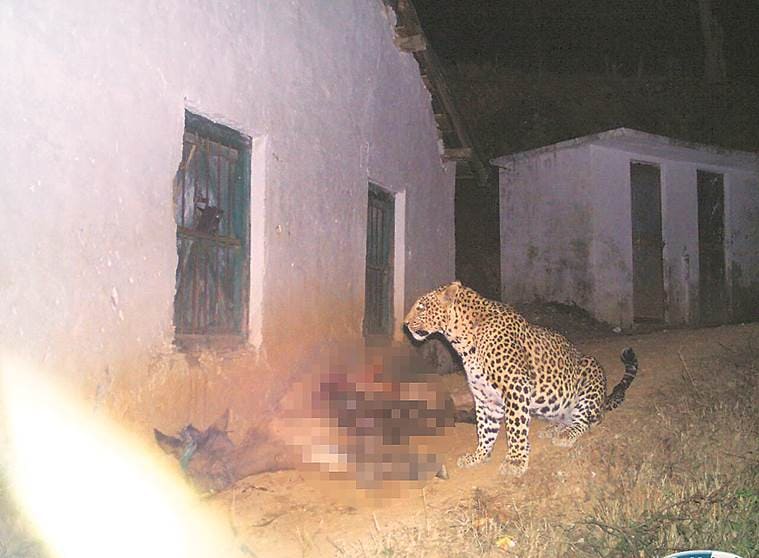 Premium AI Image  Breathtaking photography of a leopard in water