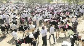 cattle trade rules, cattle trade laws, lynching cases in india, alwar lynching, cattle slaughter, cow slaughter, Prevention of Cruelty to Animals (Regulation of Livestock Market) Rules, nitin gadkari, ministry of environment and forests, Animal Welfare Board of India