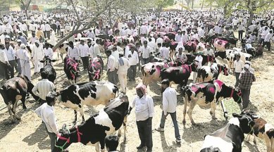 Information with MoEF reveals that the controversial Rules were framed under sub-section (2)(1) of Section 38 of the Prevention of Cruelty to Animals Act, 1960.