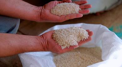 msp rise, rice export, basmati rice