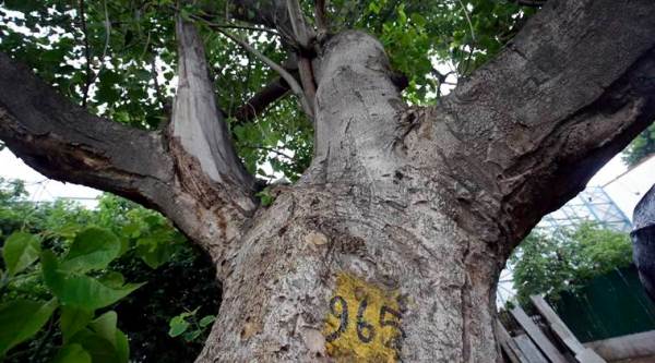 A series of tree walks in Delhi, in the wake of the move to fell 16,000 trees to develop housing complexes, sensitises participants