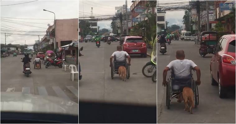 dog push wheelchair, dog human friendship, amazing dog videos, viral videos, good videos, animal videos, indian express