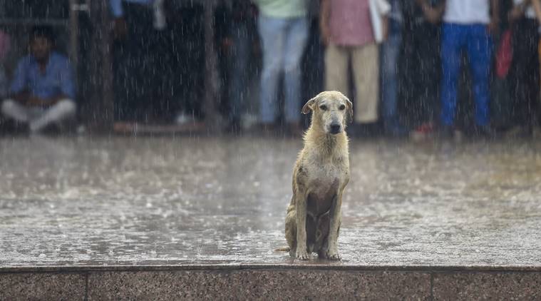 In North Korea people are eating dog meat to beat the heat