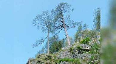 Mother Nature, oxygen, chlorophyll, water (H2O), carbon dioxide, hydrogen, nitrogen, caterpillar, Agent Orange, Vietnam, indian express, indian express news