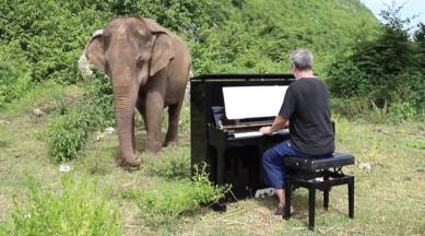 elephant dances to piano, elephant viral video, elephant sways to Paul Barton piano, musical elephant, indian express, indian express news