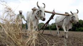 kharif, kharif season, kharif crop, kharif cropping season, farmers, indian farmers, agriculture, deficiency of rain, India weather, india meterorological department, imd, indian express