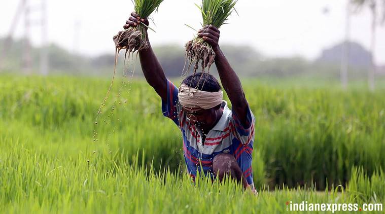 farm income, agricultural income, nabard, nabard survey, national agricultural survey, Niti Aayog, indian farmers, farm distress, agriculture in india, indian express