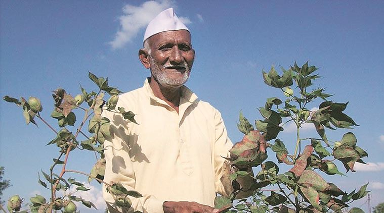 India’s genetically modified crop area fifth largest in world