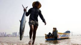 Fishing Ban, Fisherman condition in TN, Tamil Nadu coast, Tamil Nadu, Fishing ban in Tamil Nadu, Fish production in TN, TN fisherman, TN Govt, Indian Express 